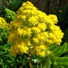 Zdjęcie z Australii - Australijska flora