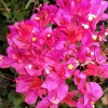 Zdjęcie z Hiszpanii - Srodziemnomorska flora