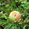 Zdjęcie z Australii - Australijska flora