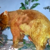Zdjęcie z Australii - Diprotodon - ruchomy,