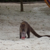 Zdjęcie z Meksyku - coati