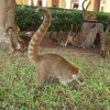 Zdjęcie z Meksyku - coati