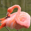 Zdjęcie z Meksyku - hotelowe flamingi