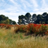 Zdjęcie z Australii - Pelargoniowy zywoplot