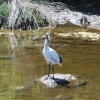 Zdjęcie z Australii - Ibis czarnopióry