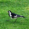 Zdjęcie z Australii - Magpie lard
