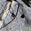 Zdjęcie z Australii - Red back - australijska