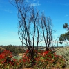 Zdjęcie z Australii - Old Noarlunga