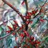 Zdjęcie z Australii - Australijska flora