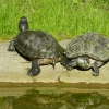 Zdjęcie z Polski - żółwie
