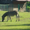 Zdjęcie z Polski - zebra