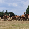 Zdjęcie z Wielkiej Brytanii - Richmond Park