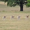 Zdjęcie z Wielkiej Brytanii - Richmond Park