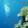 Egipt - Sharm el Sheikh