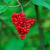 Zdjęcie z Polski - Lesna flora