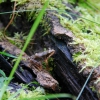 Zdjęcie z Polski - Fauna i flora