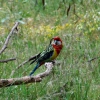 Zdjęcie z Australii - Piekna rosella w buszu