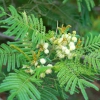 Zdjęcie z Australii - Australijska flora