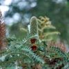 Zdjęcie z Australii - Australijska flora