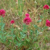 Zdjęcie z Australii - Australijska flora