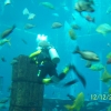 Zdjęcie z Zjednoczonych Emiratów Arabskich - ATLANTIS AKWARIUM