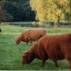 Zdjęcie z Holandii - Zaandam - park miejski