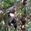 Zdjęcie z Australii - Koala wspinajacy sie