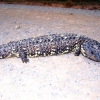 Zdjęcie z Australii - Sleeping lizard