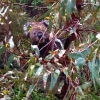 Zdjęcie z Australii - Koala w lesie kolo