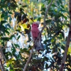 Zdjęcie z Australii - Kakadu różowa