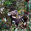 Zdjęcie z Australii - Koala na eukaliptusie