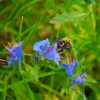 Zdjęcie z Polski - Fauna i flora