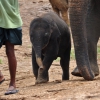 Zdjęcie ze Sri Lanki - Pinnawella