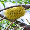 Zdjęcie z Australii - Australijska flora