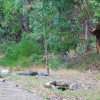 Zdjęcie z Australii - Ten koala wybral sobie 