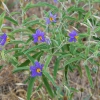 Zdjęcie z Australii - Australijska flora