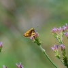 Zdjęcie z Australii - Fauna i flora