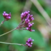 Zdjęcie z Australii - Australijska flora