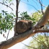 Zdjęcie z Australii - I kolejny koala