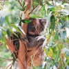 Zdjęcie z Australii - Poraniony koala