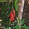 Zdjęcie z Australii - Australijska flora