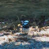 Zdjęcie z Australii - Blue wren - samczyk