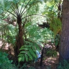 Zdjęcie z Australii - Lesny strumyk