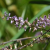 Zdjęcie z Australii - Australijska flora