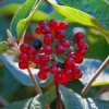 Zdjęcie z Australii - Australijska flora