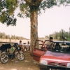 Zdjęcie z Tunezji - Drzewo przy drodze