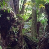 Zdjęcie z Australii - Podzwrotnikowy las