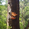 Zdjęcie z Australii - Puszcza Otway Ranges