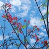Zdjęcie z Tajlandii - Tropikalna flora