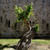 Zdjęcie z Grecji -  Rodos, stolica Rodos